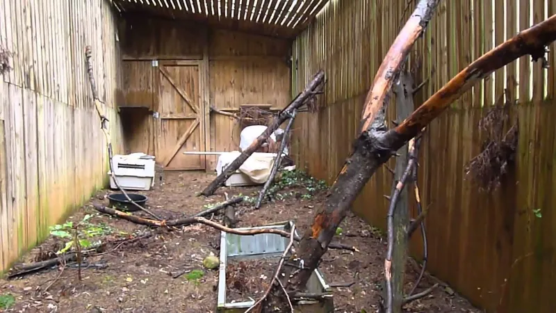 Raptor Release: Two Red-tailed Hawks